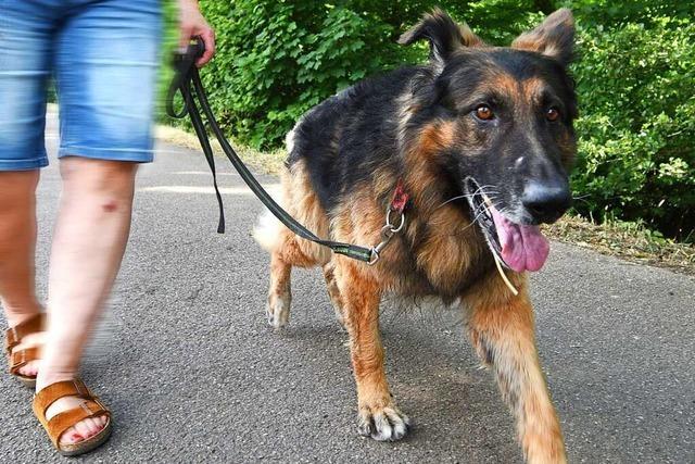 Giftkder-Meldungen verunsichern Hundehalter in Breisach