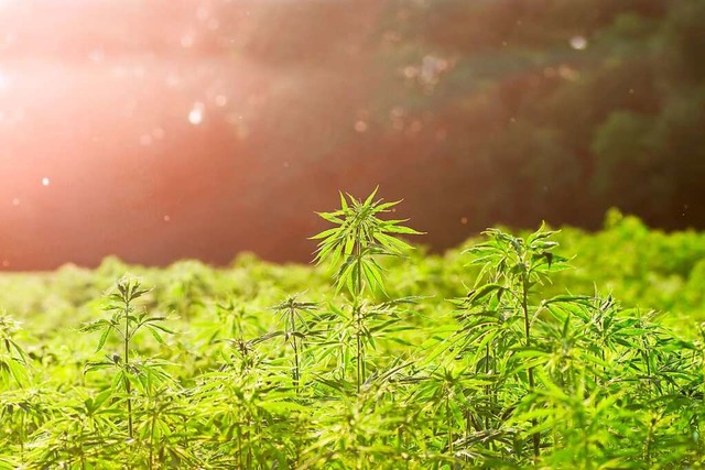 Der Wirkstoffgehalt von Cannabis ist h...ich hher als vor einigen Jahrzehnten.  | Foto: Azahara MarcosDeLeon (stock.adobe.com)