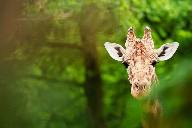 Drei Tageseintritte fr Familien fr den Zoo Basel zu gewinnen