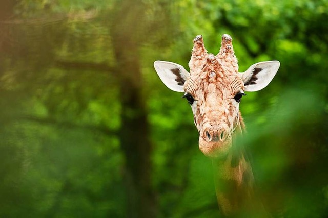 Besuche die Kordofan-Giraffen im Antilopenhaus!  | Foto: Zoo Basel