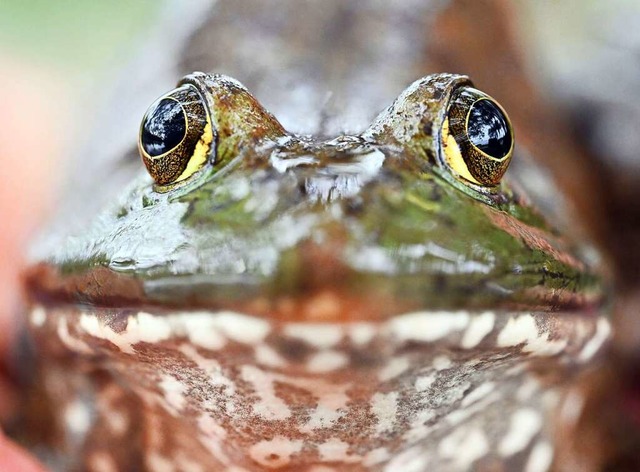 Bis zu 20 Zentimeter gro wird der Och...durch seine Gre heimische Tierarten.  | Foto: Uli Deck (dpa)