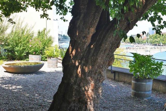Diesen Schattenplatz in Basel hat ein wohlhabender Gärtner gespendet