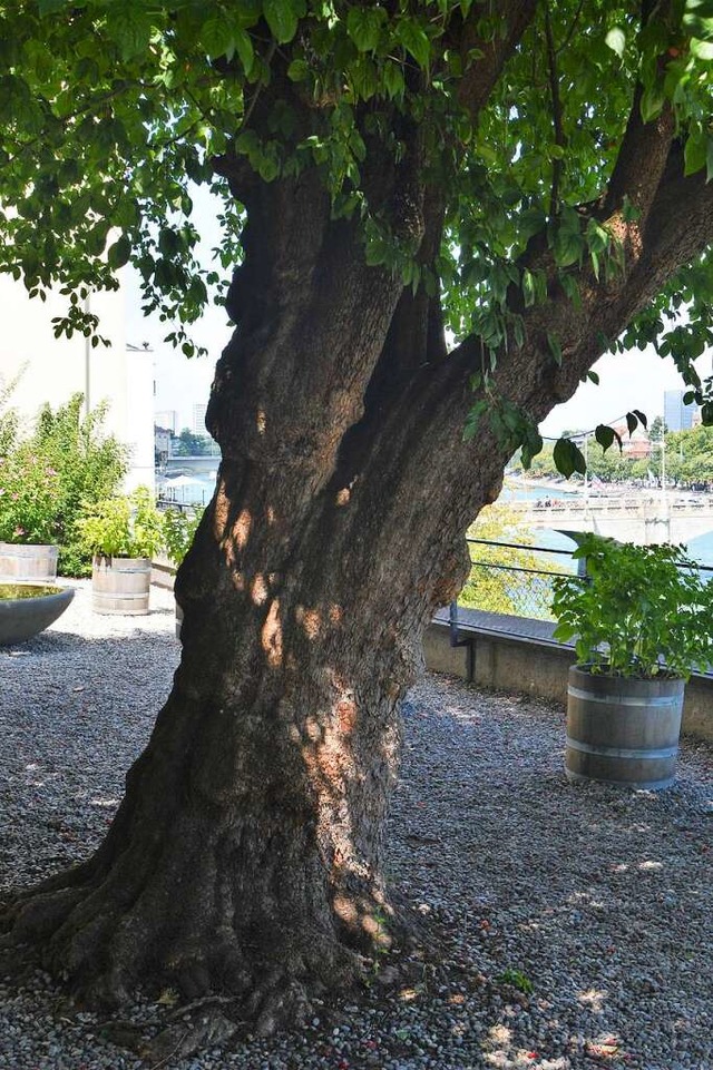 Ein ruhiger Garten mit Blick auf die M... in Basel lockt an heien Sommertagen.  | Foto: Savera Kang