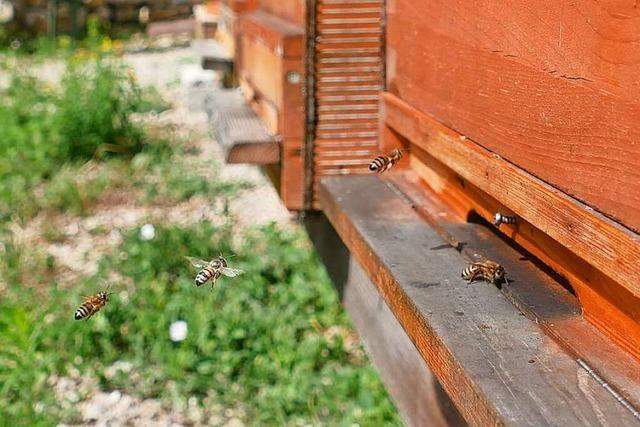 Nicht nur fr Alte - bei Imkervereinen am Hochrhein und im Hotzenwald boomt es