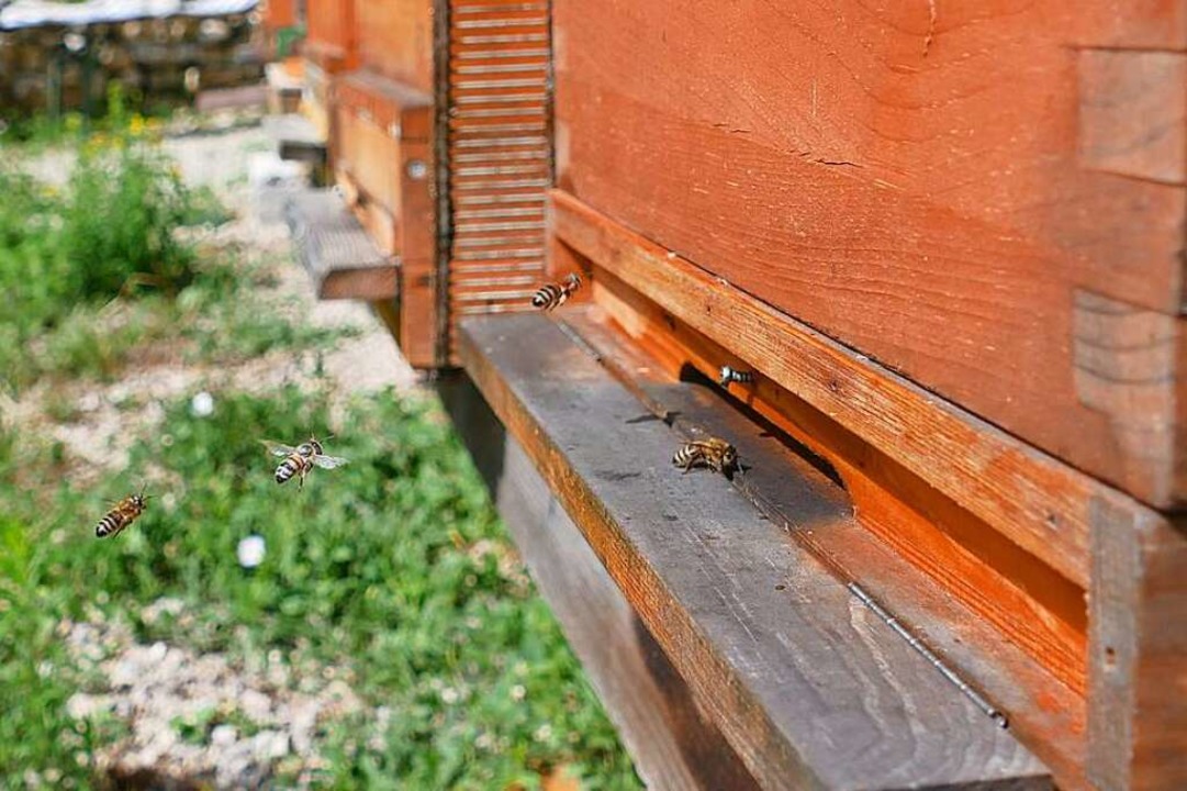 Die Bienen der Wehrer Imker sind im Anflug.   | Foto: Florian Schmieder