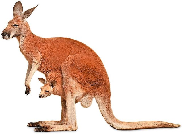 Kngurus werden wegen ihres Fells und Fleischs  gejagt.  | Foto: Smileus  (stock.adobe.com)