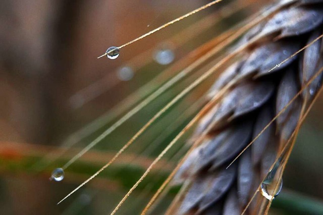 Regen erschwert die Getreideernte.  | Foto: Karl-Josef Hildenbrand (dpa)