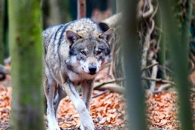 Landwirte aus dem Wiesental fordern Obergrenze fr Wlfe