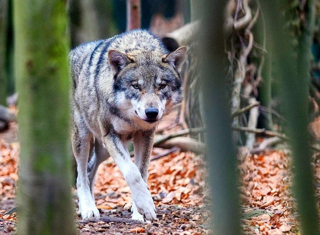 Am Schluchsee wurde ein Wolfsrudel nac...orgen sich um ihre Tiere (Symbolfoto).  | Foto: Klaus-Dietmar Gabbert (dpa)