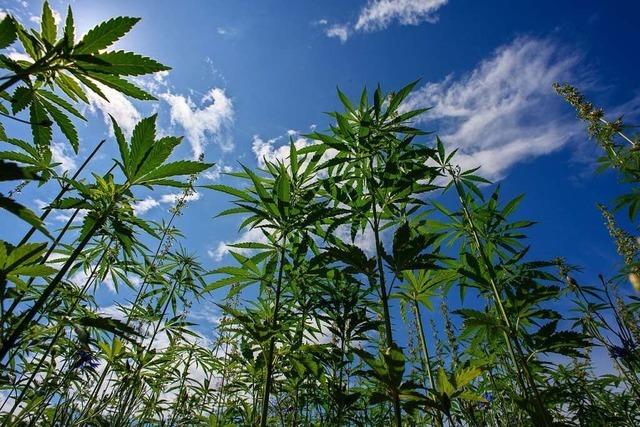 Richterbund kritisiert Cannabis-Gesetzentwurf