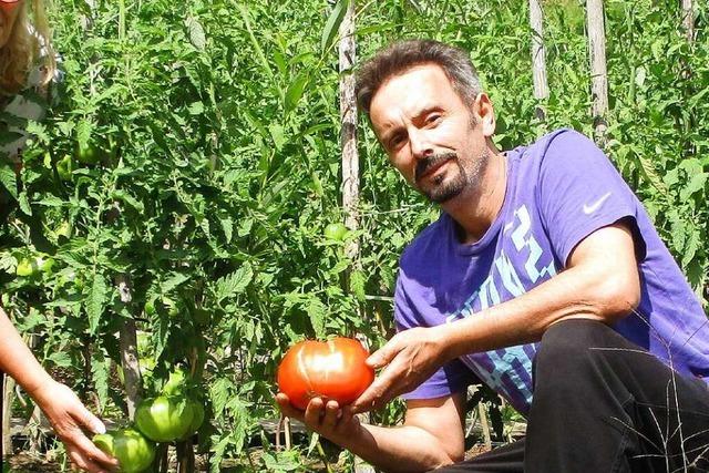 Wenn eine Tomate für vier Personen reicht – Ernte in Münstertal fällt groß aus