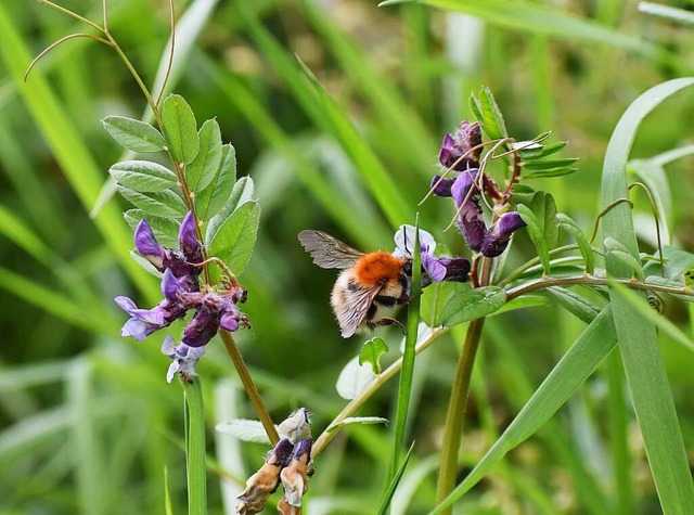 Unterwegs oft zu sehen: Insekten bei der Arbeit  | Foto: Silke Kohlmann