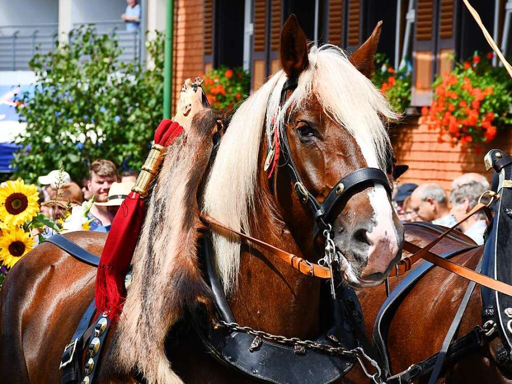 Kreistrachtenfest in Hinterzarten mit knapp 50 teilnehmenden Gruppen