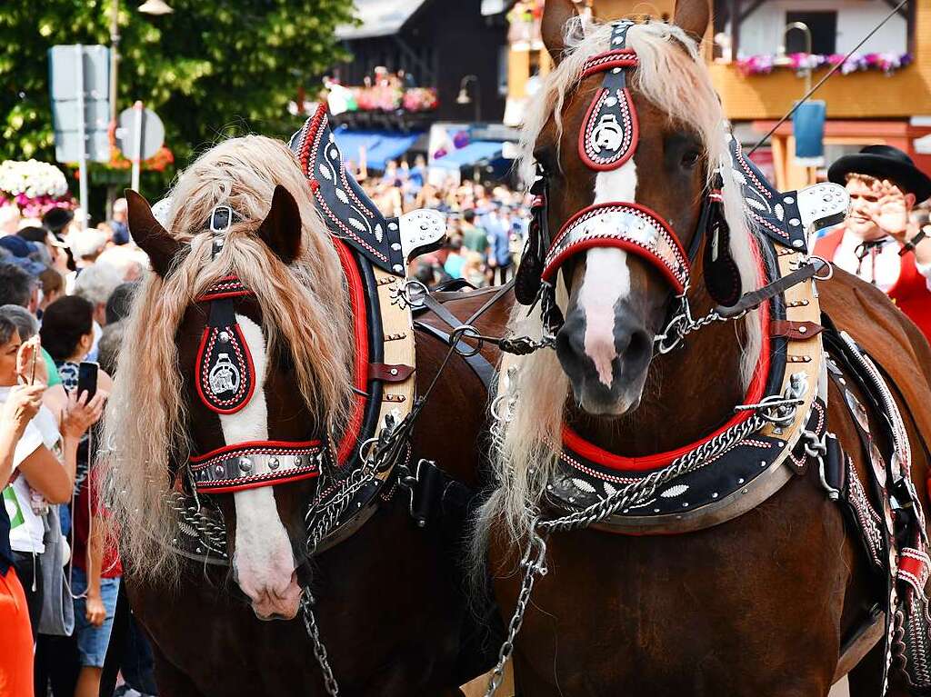 Kreistrachtenfest in Hinterzarten mit knapp 50 teilnehmenden Gruppen