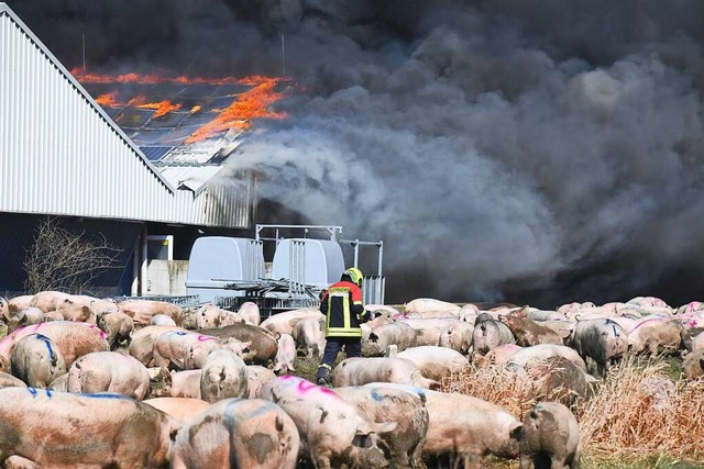 Bei dem Brand im Mrz 2021 starben etwa 60000 Schweine.  | Foto: Stefan Sauer