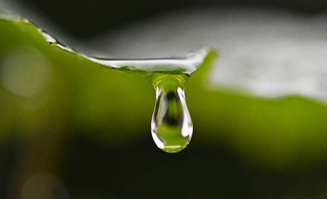 Regen im Sommer hilft dem  Grundwasser nur bedingt.   | Foto: Arne Dedert (dpa)