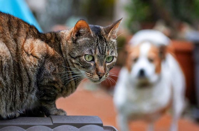 Katzen und Hunde befanden sich an Bord (Symbolbild)  | Foto: Monika Skolimowska (dpa)