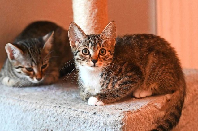 Zwei von Katze Sinas vier Tigerkatzenb...utter-Kind-Zimmer unterkommen konnten.  | Foto: Thomas Kunz