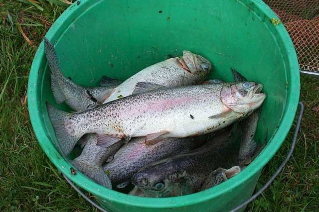 Tote Forellen sind &#8211; wie auf die...weiher bei  Huttingen gefunden worden.  | Foto: privat