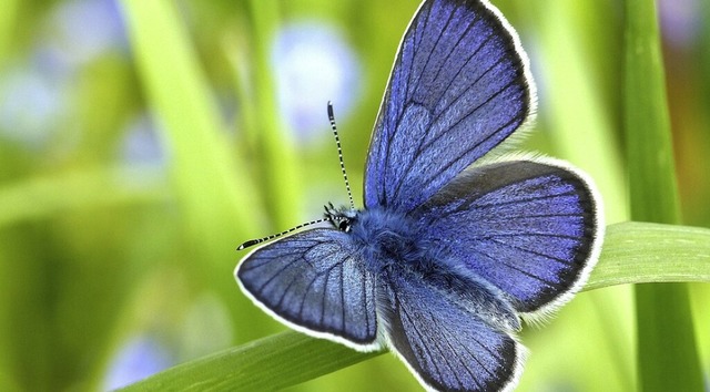 Schmetterlingsexkursion: Hier ein Rotkleebluling    | Foto: Andre Grabs