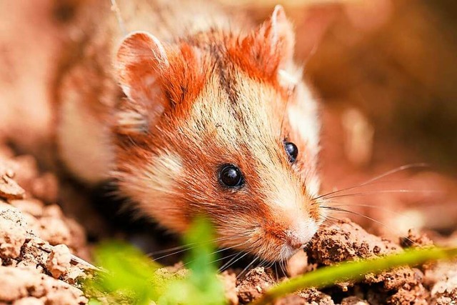 Feldhamster stecken im Wettlauf gegen die Erntezeit.  | Foto: Uwe Anspach (dpa)