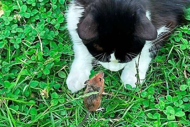Katze trifft Maus – hat die Maus berlebt?