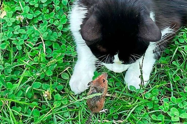 Katze und Maus.  | Foto: Eric Kuntzmann