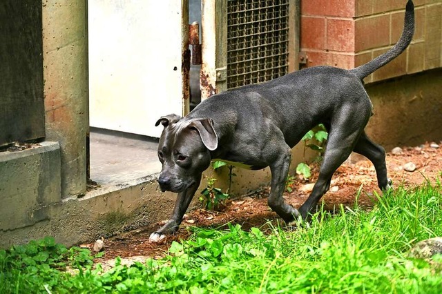 American Staffordshire Terrier Nala &#...ein Kraftpaket im umzunten Freigehege  | Foto: Thomas Kunz