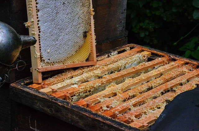 Das Wetter fr Bienen und Imker in die...h auf die Honigernte im Landkreis aus.  | Foto: Gabriele Hennicke