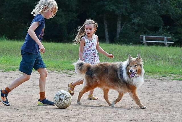 Diese Collie-Hndin kickt fast jeden Tag mit Kindern in Schopfheim