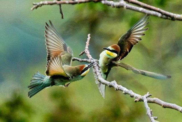 Wie der Friesenheimer Naturfotograf Dietmar Kairies seltene Vogelarten vor die Kamera bekommt