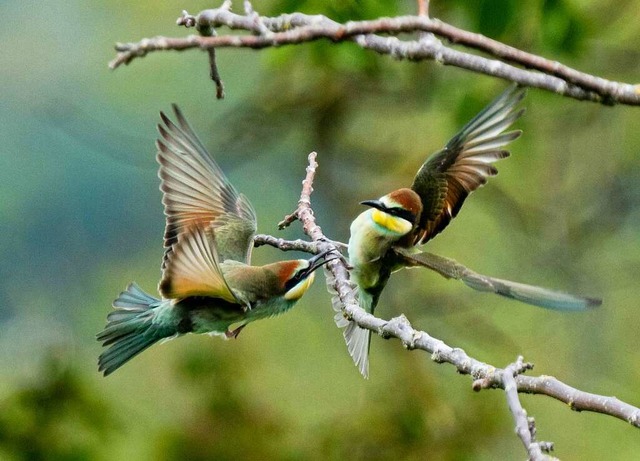 Kaum aus dem Nest entflogen, sind dies... Bienenfresser auch schon am Streiten.  | Foto: Dietmar Kairies