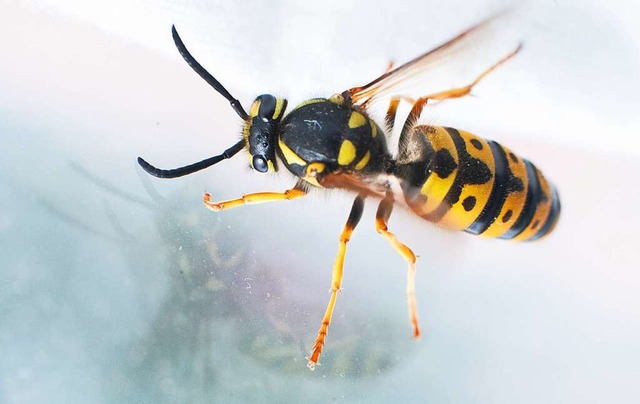 Wespen stehen unter Naturschutz (Symbolfoto).  | Foto: Julian Stratenschulte (dpa)