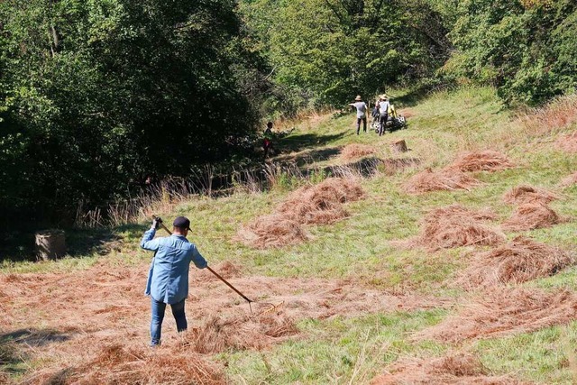 Die Workcamp-Teilnehmer rechen  Heu an...en im Naturschutzgebiet in Schelingen.  | Foto: Christine Weirich