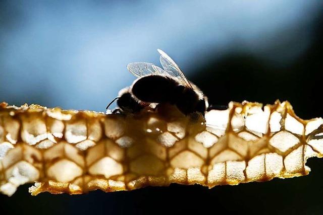 Bienenpest im Nachbarkreis sorgt Imker im Hochschwarzwald