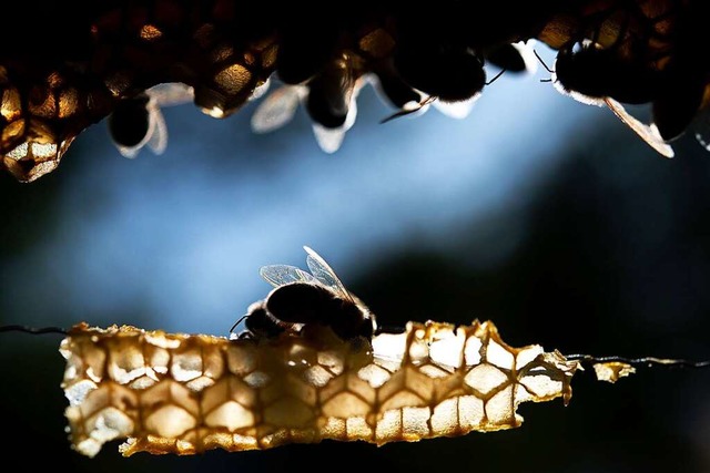 Knnte die im Schwarzwald-Baar-Kreis a... fragen sich Imker im Hochschwarzwald.  | Foto: Sebastian Gollnow (dpa)