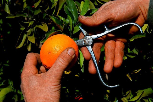 Fr die Orangenernte sieht es dieses Jahr schlecht aus.  | Foto: imago stock&people