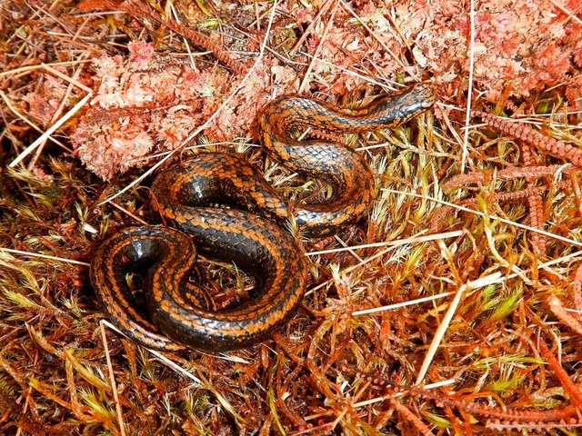 Eine peruanische Schlangenart heit nu... privat fr den Umweltschutz einsetzt.  | Foto: Edgar Lehr (dpa)