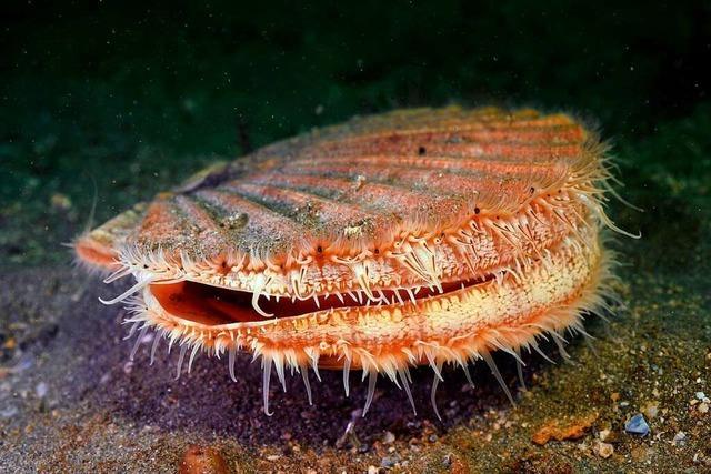 Schöne Schalen: Muscheln sind eigentlich kleine Tiere