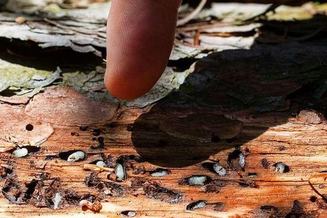 Käferholz in der Region muss schnellstens aus dem Wald