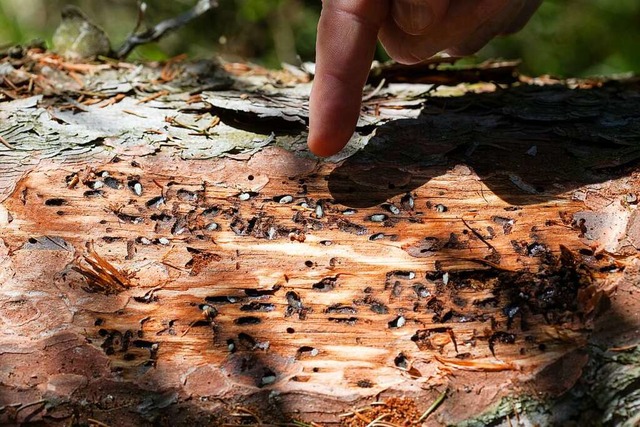 Ein Fichtenstamm voller Larven des Buc...e entwickeln sich unter der Baumrinde.  | Foto: Daniel Karmann