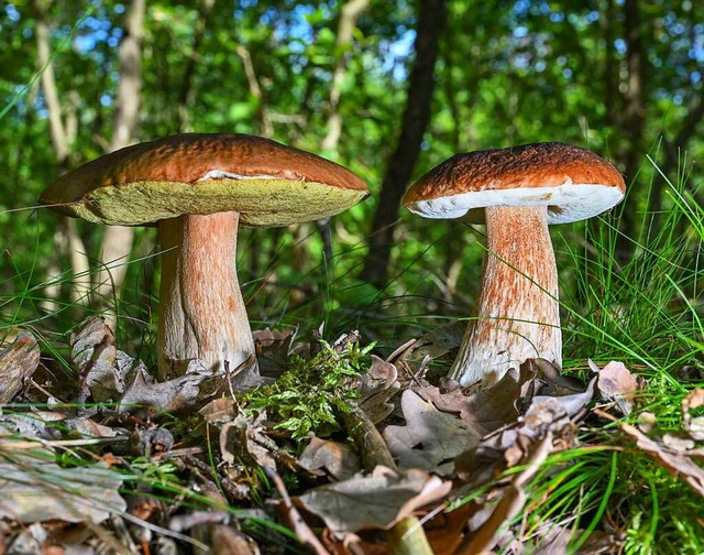 Zurzeit schieen viele Pilze aus dem Boden.  | Foto: Patrick Pleul (dpa)