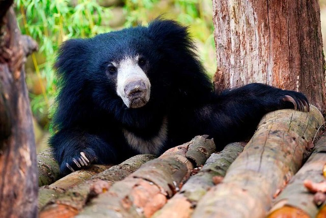 Lippenbr im Zoo: Kann er hier so glcklich sein wie in freier Wildbahn?  | Foto: Bernd Thissen (dpa)