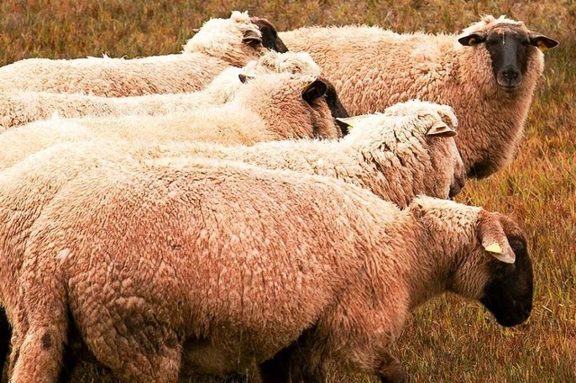 Ob die Schafe (Symbolfoto) von einem W... ausgeschlossen noch besttigt werden.  | Foto: Hubert Gemmert