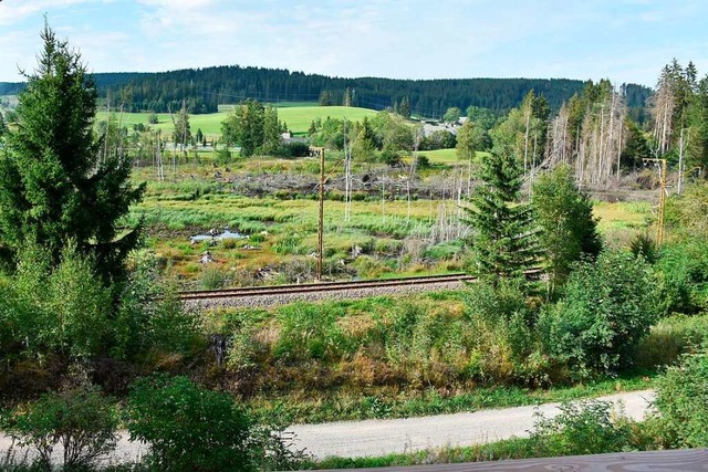 Der Biber hat zwischen Hinterzarten und Titisee ein groes Biotop erschaffen.  | Foto: Thomas Biniossek