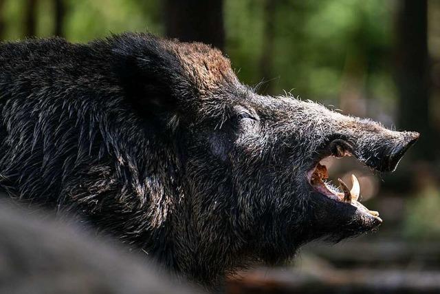 Sauheiß im Wald: Wie Wildschwein, Hase & Co. mit Hitze umgehen
