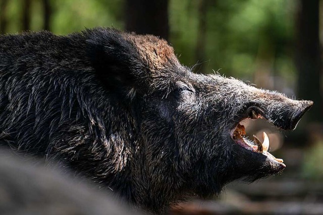 Wenn Schlammlcher im Sommer austrockn...fr Wildschweine knstliche Suhlen an.  | Foto: Nicolas Armer (dpa)