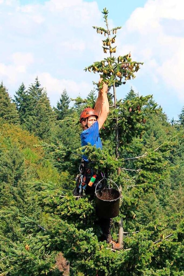 Tilou Gehring ist auf dem Nachbarbaum ...ristian Ro mit der Ernte beschftigt.  | Foto: Landratsamt Emmendingen