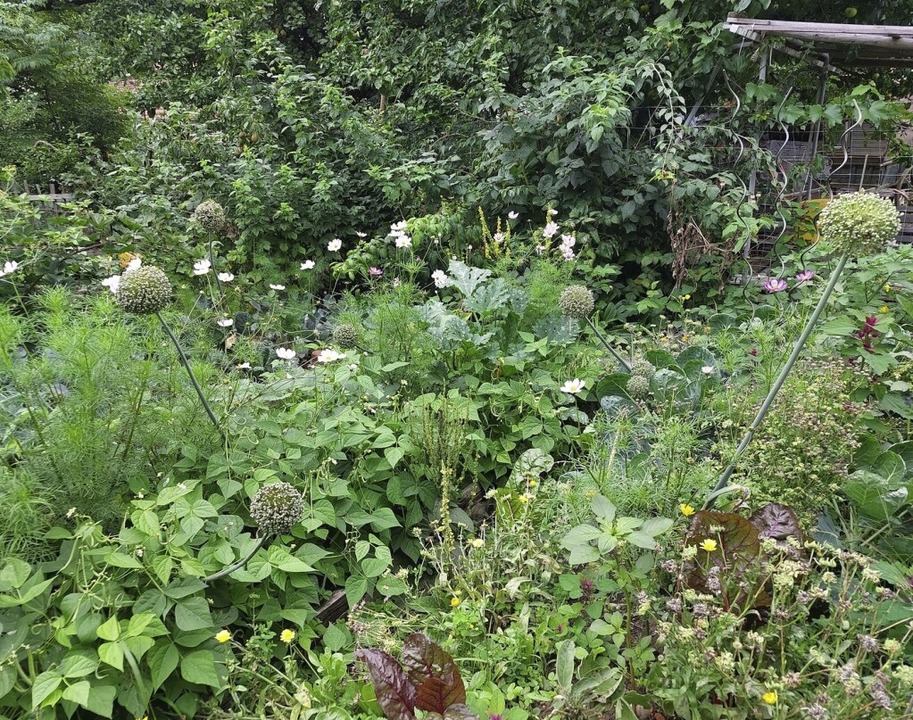 Eine Oase auf engem Raum: Der Garten v... Interessierte einen Nachmittag offen.  | Foto: Wahlkreisbüro Emmendingen Grüne
