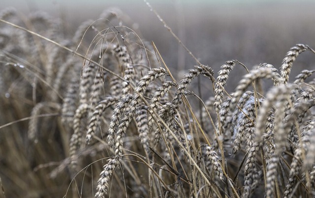 Blick auf ein Getreidefeld am frhen Morgen  | Foto: Swen Pfrtner (dpa)
